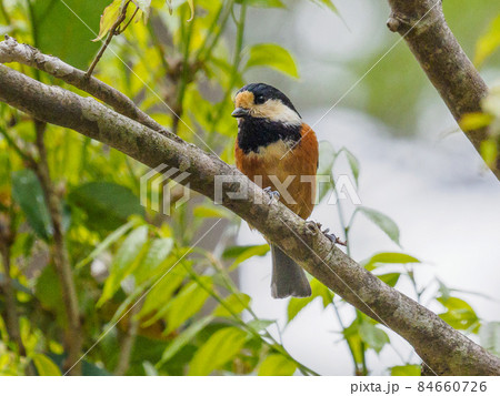 山地に生息する野鳥ヤマガラ 84660726