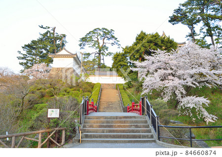 《小田原城》常盤木橋（本丸東堀）　桜満開 84660874