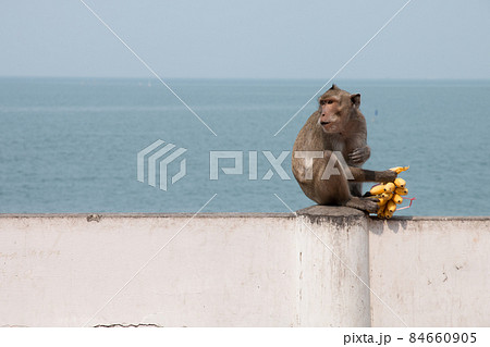 monkey eating a banana monkey eating a banana 84660905