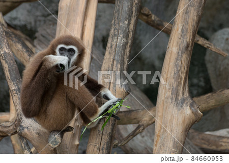 White-handed Gibbon (Hylobates lar) sitting on timber 84660953
