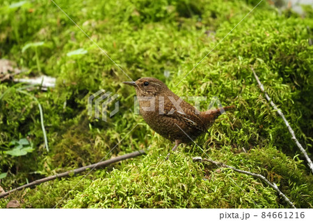 山地の谷に生息する野鳥ミソサザイ 山地の谷に生息する野鳥ミソサザイ 84661216