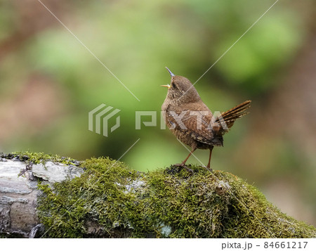 山地の谷に生息する野鳥ミソサザイ 84661217