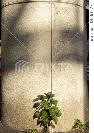 コンクリート製円柱の下のイヌホウズキ コンクリート製円柱の下のイヌホウズキ 84661227