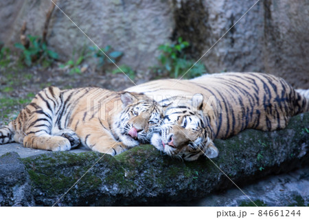 Tiger Mother and Cub – Cherished – Image Conscious