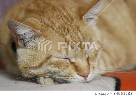 眠る茶トラ猫 84661538