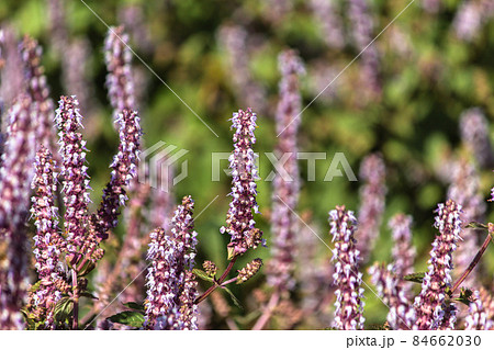 群衆 密集 人ごみ 84662030