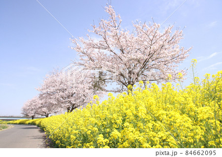 菜の花と桜　栃木県真岡市　五行川河川敷 84662095