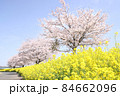 菜の花と桜　栃木県真岡市　五行川河川敷 84662096