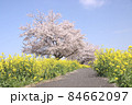菜の花と桜　栃木県真岡市　五行川河川敷 84662097