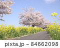 菜の花と桜　栃木県真岡市　五行川河川敷 84662098