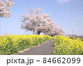 菜の花と桜　栃木県真岡市　五行川河川敷 84662099
