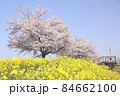 菜の花と桜　栃木県真岡市　五行川河川敷 84662100