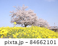 菜の花と桜　栃木県真岡市　五行川河川敷 84662101