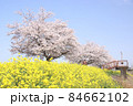 菜の花と桜　栃木県真岡市　五行川河川敷 84662102