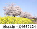 菜の花と桜　栃木県真岡市　五行川河川敷 84662124
