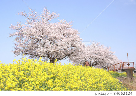 菜の花と桜 栃木県真岡市 五行川河川敷 菜の花と桜 栃木県真岡市 五行川河川敷 84662124