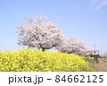 菜の花と桜　栃木県真岡市　五行川河川敷 84662125