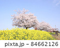 菜の花と桜　栃木県真岡市　五行川河川敷 84662126
