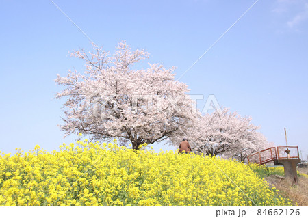 菜の花と桜　栃木県真岡市　五行川河川敷 84662126