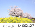 菜の花と桜　栃木県真岡市　五行川河川敷 84662127