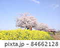 菜の花と桜　栃木県真岡市　五行川河川敷 84662128