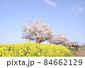菜の花と桜　栃木県真岡市　五行川河川敷 84662129