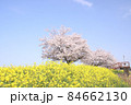 菜の花と桜　栃木県真岡市　五行川河川敷 84662130