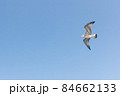 Big seagull in sky. Open wings with feathers 84662133