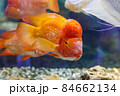 Big red fish in aquarium. Blue water background 84662134