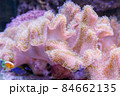 Big coral in aquarium closeup. Nature background 84662135