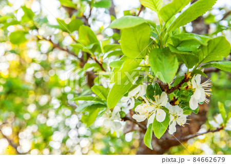 Beautiful white cherry blossom sakura flowers in spring time. Background with flowering cherry tree. Inspirational natural floral spring blooming garden or park. Colorful ecology nature landscape 84662679