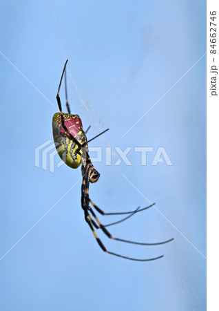 ジョロウグモ ジョロウグモ 84662746