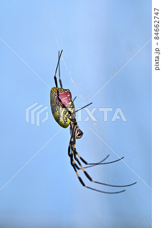 ジョロウグモ 84662747