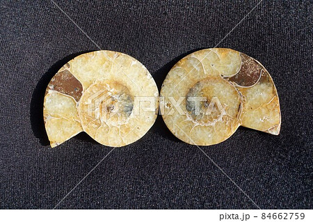 アンモナイト Ammonite 化石 絶滅 隔壁 連室 切断面 アンモナイト Ammonite 化石 絶滅 隔壁 連室 切断面 84662759