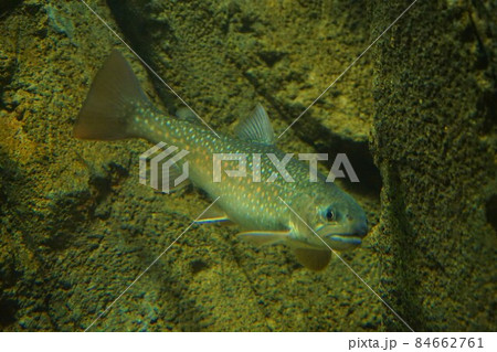 ニッコウイワナ 日光岩魚 イワナ 釣り 魚 ニッコウイワナ 日光岩魚 イワナ 釣り 魚 84662761