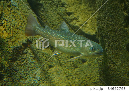 ニッコウイワナ 日光岩魚 イワナ 釣り 魚 ニッコウイワナ 日光岩魚 イワナ 釣り 魚 84662763