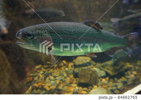 ニジマス 虹鱒 釣り 釣り堀 魚 ニジマス 虹鱒 釣り 釣り堀 魚 84662765