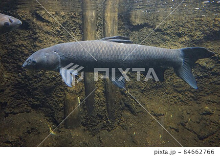 アオウオ 青魚 四大家魚 外来種 アオウオ 青魚 四大家魚 外来種 84662766