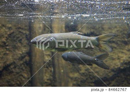 ソウギョ 草魚 四大家魚 外来種 ソウギョ 草魚 四大家魚 外来種 84662767