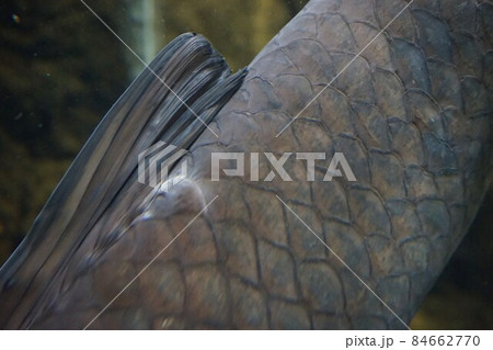 アオウオ 青魚 四大家魚 外来種 アオウオ 青魚 四大家魚 外来種 84662770