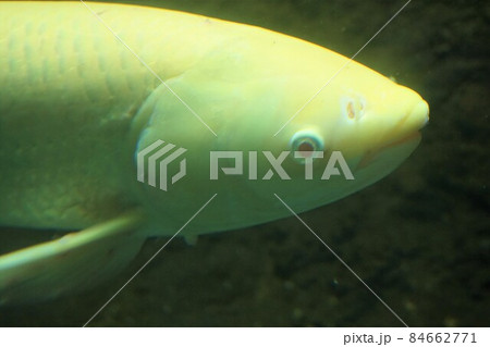 アルビノソウギョ ソウギョ 草魚 四大家魚 アルビノソウギョ ソウギョ 草魚 四大家魚 84662771