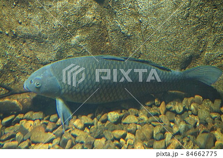 鯉 コイ 魚 淡水魚 野ゴイ マゴイ ジゴイ ノゴイ 鯉 コイ 魚 淡水魚 野ゴイ マゴイ ジゴイ ノゴイ 84662775