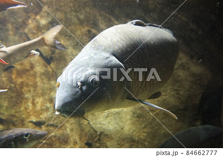 鯉 コイ 魚 淡水魚 野ゴイ マゴイ ジゴイ ノゴイ 鯉 コイ 魚 淡水魚 野ゴイ マゴイ ジゴイ ノゴイ 84662777