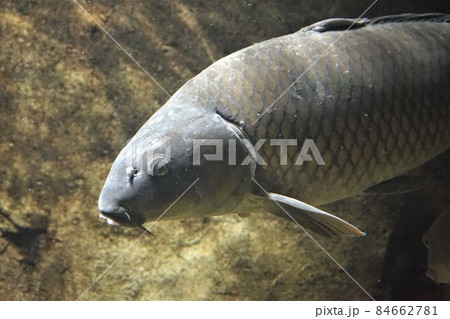 鯉　コイ　魚　淡水魚　野ゴイ　マゴイ　ジゴイ　ノゴイ 84662781