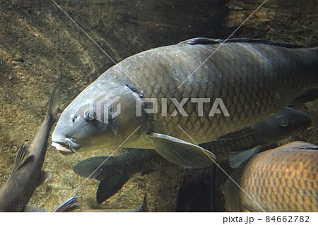 鯉 コイ 魚 淡水魚 野ゴイ マゴイ ジゴイ ノゴイ 鯉 コイ 魚 淡水魚 野ゴイ マゴイ ジゴイ ノゴイ 84662782