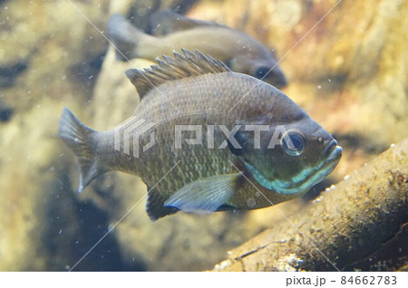 ブルーギル　 Bluegill　ギル 84662783