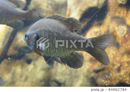 ブルーギル　 Bluegill　ギル 84662784