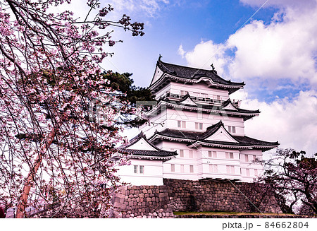 桜満開の小田原城天守閣 84662804