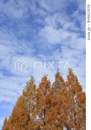 メタセコイアの紅葉と青い空 84662926