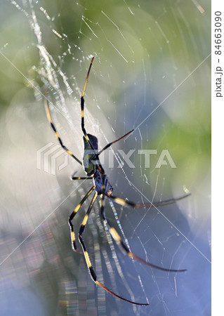 ジョロウグモ 84663090